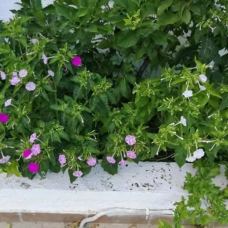 Ekaterini